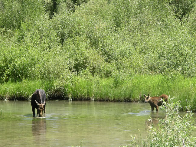 images/D-Bull Mosse & Baby.jpg